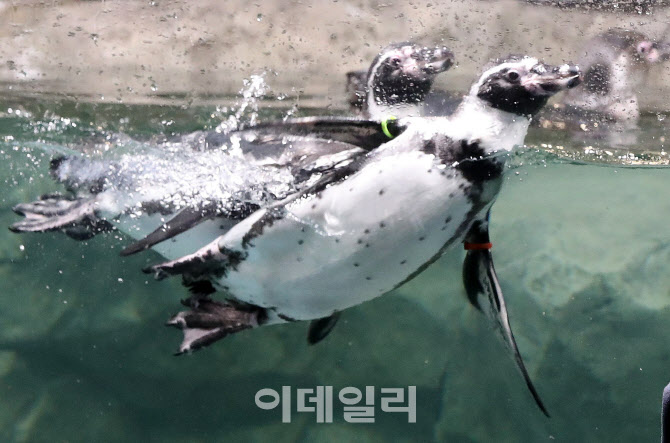 [포토]관람객 시선 사로잡는 펭귄