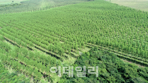산림청, 해외산림자원개발 정책자금 융자 지원