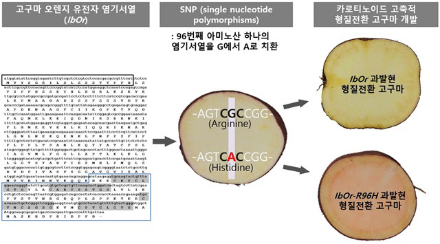 생명연 '황금고구마' 개발···카르티노이드 19배 높게 축적