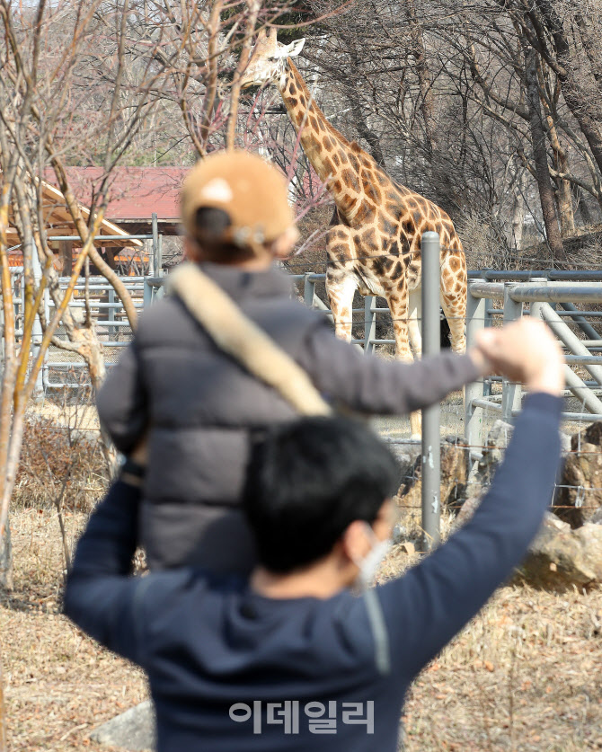 [포토]아빠 기린 목이 엄청 길어요!