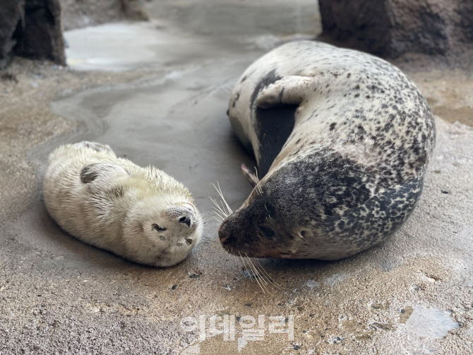 젖 먹는 새끼 '토닥토닥' 참물범의 모정