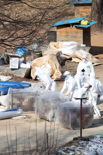 경기 포천 산란계 농장서 조류인플루엔자 의심 신고