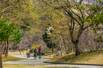 현충사, 매화·산수유 개화에 25일까지 1시간 조기개방