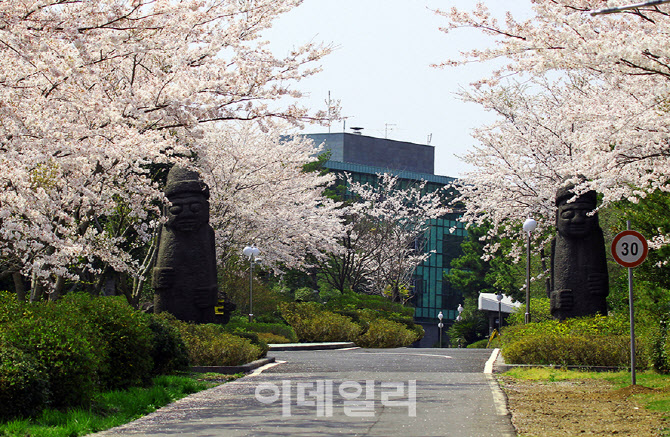 [포토] WE 호텔 제주, 벚꽃산책 패키지