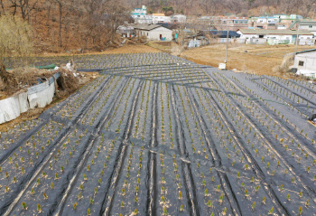 정책 의도 엇나간 대토보상제