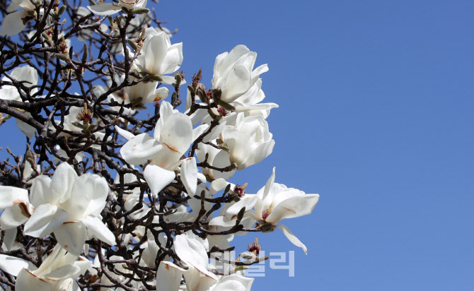 [포토]파란 하늘과 어울린 목련꽃