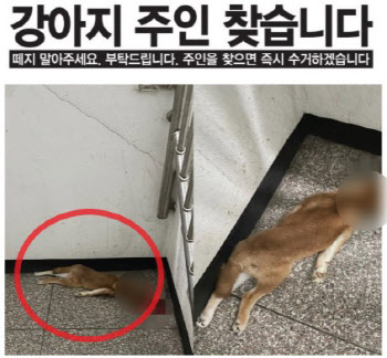 "높은 곳에서 떨어뜨린 듯"…'학대 의심' 시바견 사체 발견