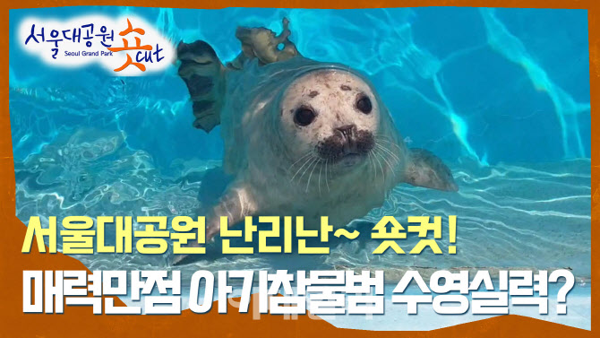 아기물범 수영실력은?…'서울대공원 tv'서 랜선 동물원 여행