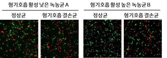 패혈증 유발하는 녹농균의 항생제 내성 원인 규명