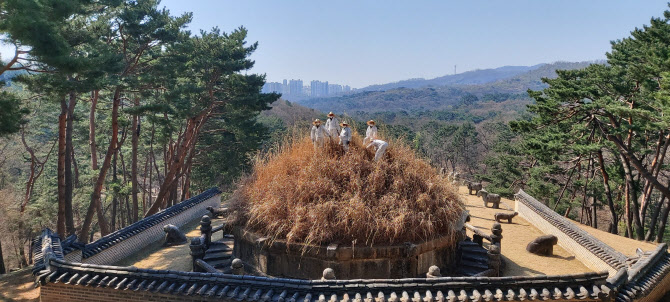 한식날 태조 건원릉 억새 자르는 '청완 예초의' 거행