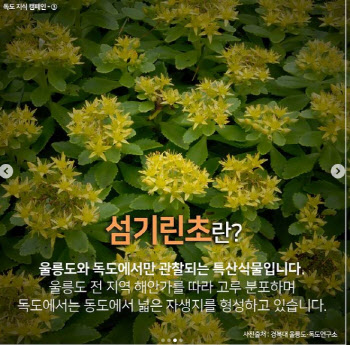 서경덕·송가인, 식목일 맞아 “독도서만 관찰되는 섬기린초” 홍보