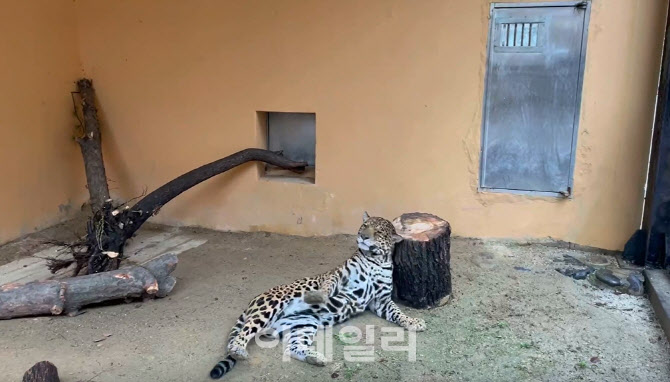 서울대공원 재규어 "한강공원서 나무 장난감 득템했어요"