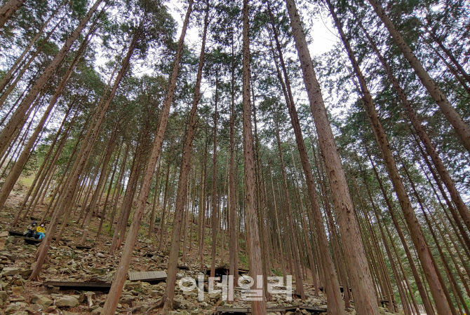 [여행] 산소 가득한 숲, 숨쉬는 자유를 느끼다