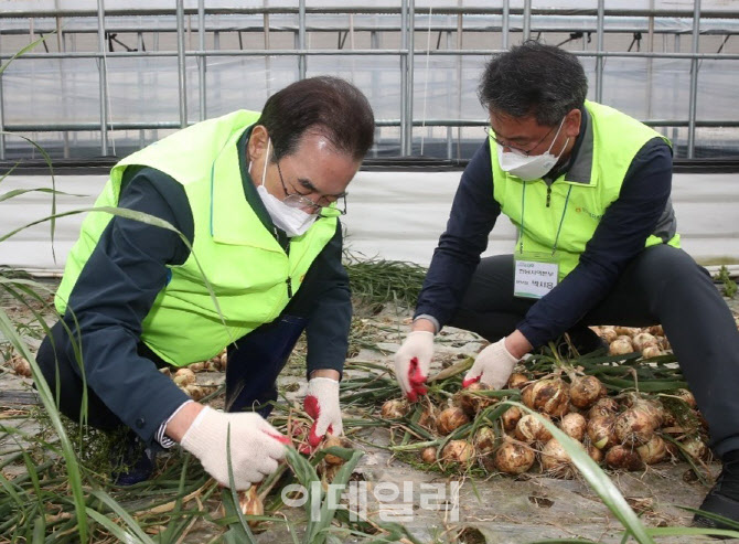 [포토] 양파 수확작업 봉사하는 이성희 농협회장