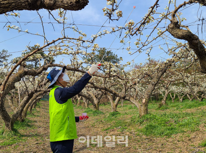 [포토] 배 인공수분 봉사하는 장철훈 대표