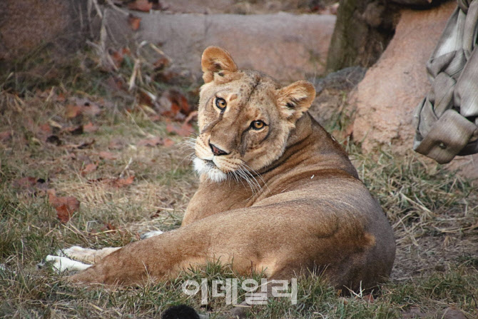 서울대공원 암사자 미오 '도쿄댁'으로…日 치타 '한국사위' 된다