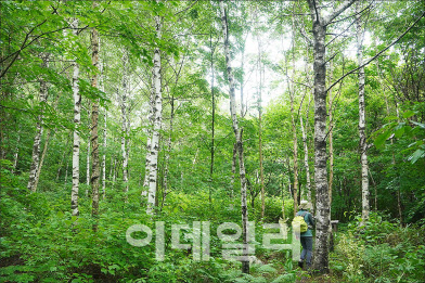 봉화 청옥산 생태경영숲, 5월의 추천 국유림 명품숲 선정