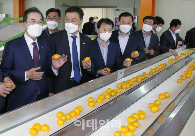 [포토] 감귤 브랜드 생산 현장