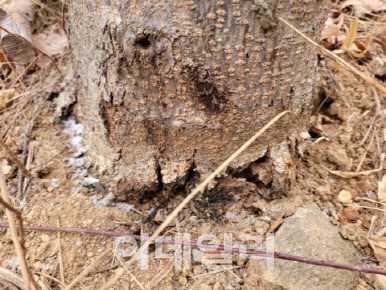 고로쇠나무 천공성 해충 알락하늘소 '비상'…전국에 피해 확산