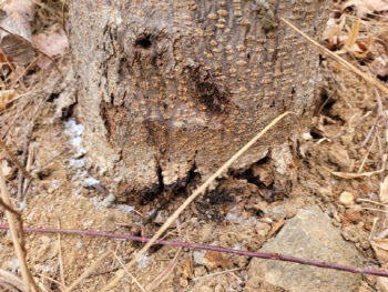 고로쇠나무 천공성 해충 알락하늘소 '비상'…전국에 피해 확산
