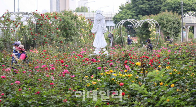 [포토]중랑구 여기저기서 즐기는 '서울장미축제'