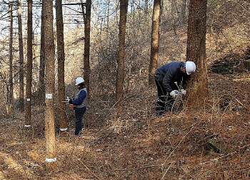 ′소나무재선충병 피해발생 최소화′…경기도, 하반기 예방사업 강화