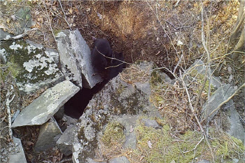 지리산 멸종위기종 반달가슴곰 새끼 6마리 출산