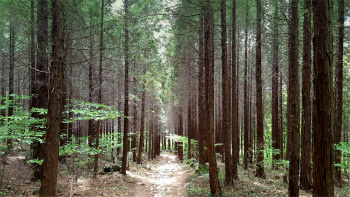 산림청, 여행하기 좋은 국유림 명품숲 5개소 선정·발표