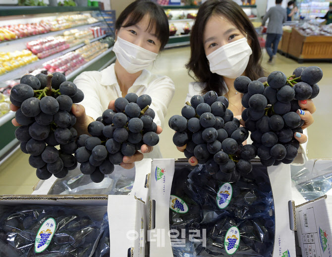 [포토] 농협유통, 거봉 첫 출하