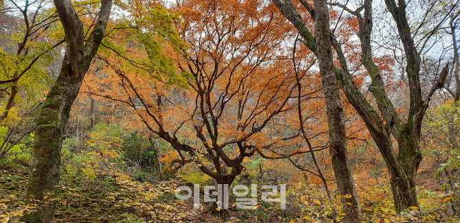 내장산 '단풍나무'·가림성 '느티나무' 천연기념물 된다