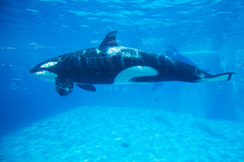 올리브바다거북·범고래·흑범고래, 해양보호생물 지정…포획 금지