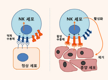 난소암에서 자연살해(NK) 세포의 역할 밝혀