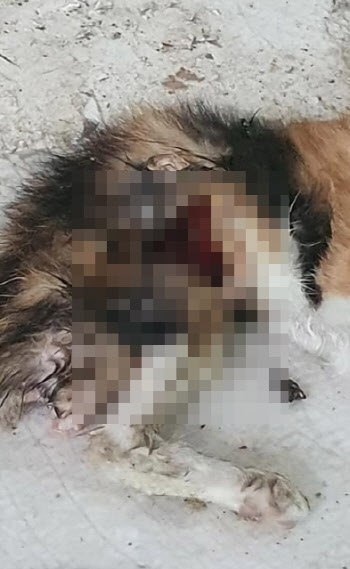 올림픽공원서 고양이 6마리 연쇄살해…“장기적출 끔찍”