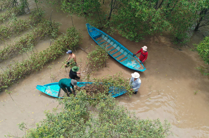 SK이노베이션, 코로나에도 '맹그로브숲 복원' 지속