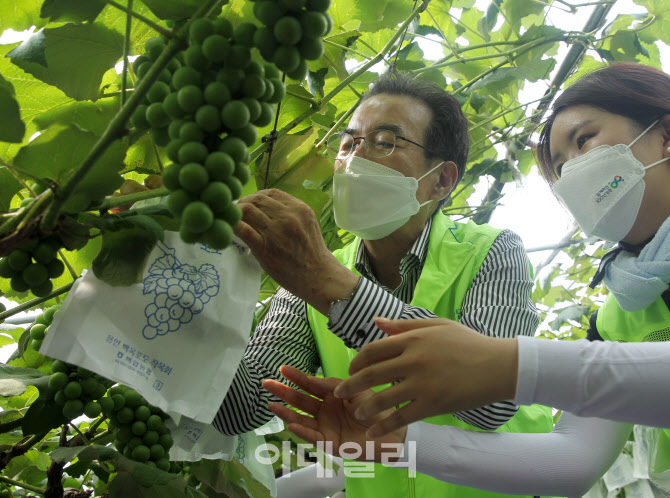 [포토] 포도농가 찾은 이성희 농협회장