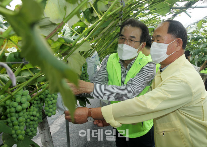 [포토] 포도농가 봉사활동 참가한 이성희 회장