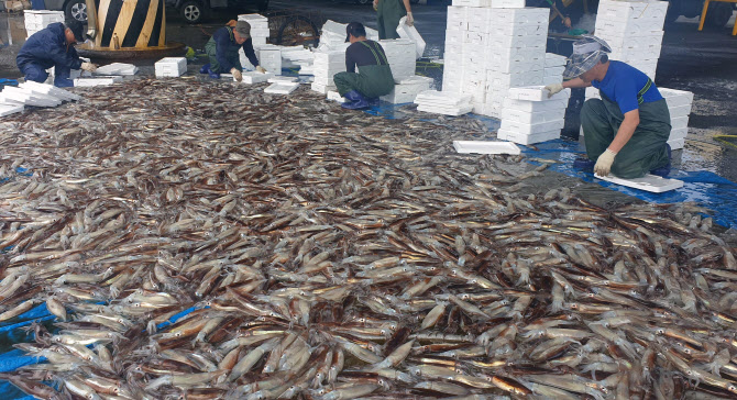 거제 앞바다서 근해자망어업 오징어 어획 금지…해수부, 입법예고