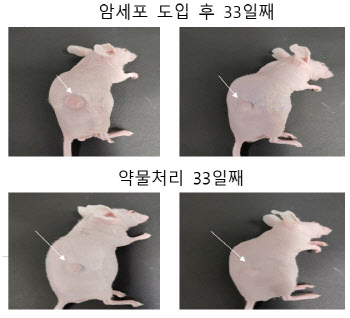 아이큐어 “단디큐어, ‘프로탁’ 신약 긍정적 동물실험 결과 도출”