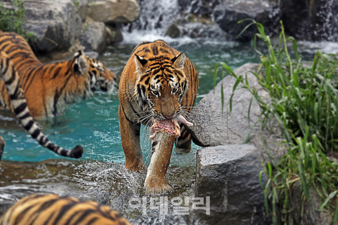 시베리아호랑이·유럽불곰 '말복' 특식은?…얼린 닭고기에 수박까지