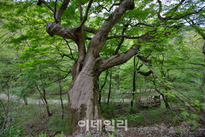 ‘내장산 단풍나무’·‘가림성 느티나무’ 천연기념물 됐다