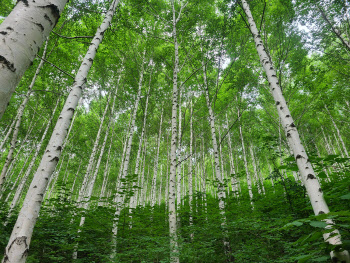 검마산 자작나무숲, 이달의 추천 국유림 명품숲에 선정