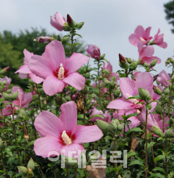 나라꽃 '무궁화', 뼈 건강 개선에 탁월한 효과 입증…특허출원