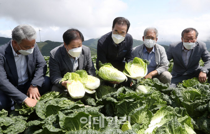 [포토] 고랭지 배추 포전 찾은 이성희 농협회장