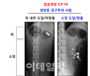 셀리버리, 먹는 코로나19 치료제 캡슐제형 최적화 성공