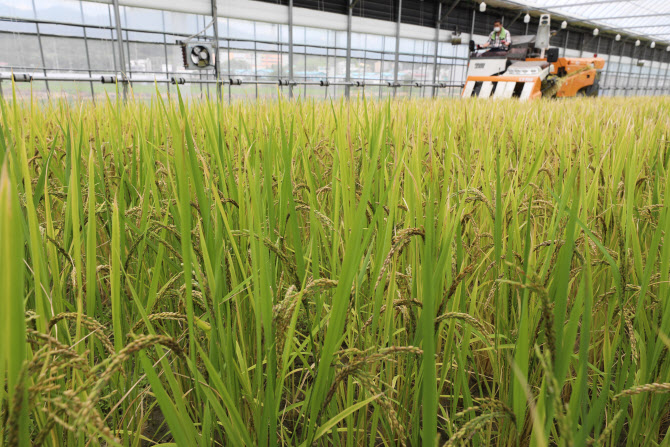 쌀 비축물량 늘리고 농식품 바우처 확대…국가식량계획 첫 수립