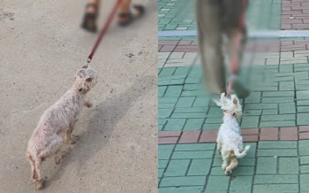 목줄에 질질…해운대 학대견, 단돈 '2만원'에 구조한 사연