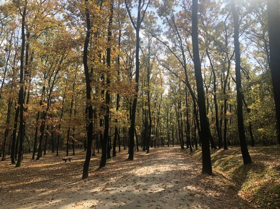 조선왕릉에 가을 단풍보러 가볼까...숲길 9곳 10월 개방