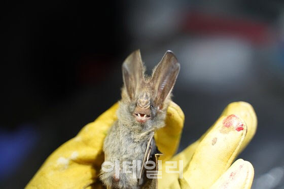 팔 마비되고 언어 장애… 박쥐에 물려 숨진 남성