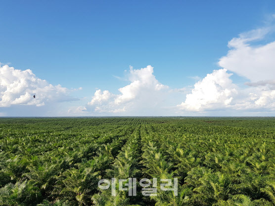 포스코인터, 인도네시아 팜 사업 ‘친환경 국제인증’ 취득