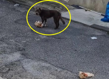 배달원 때문?…동네 개에 햄버거 뺏긴 사연에 '갑론을박'